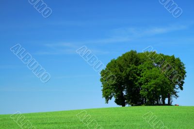 green grass field and a bunch of trees