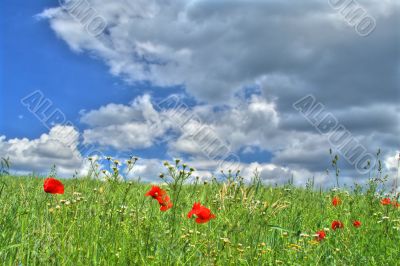 wild summer meadow