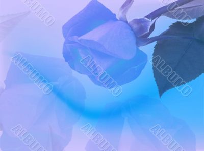 Blue roses backdrop Blue roses backdrop