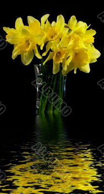 Bouquet of narcissuses in a transparent vase