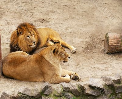 Lion and lioness have a rest