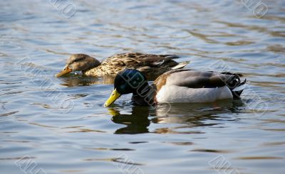 Two ducks float on blue water
