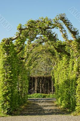 Green alley in the garden