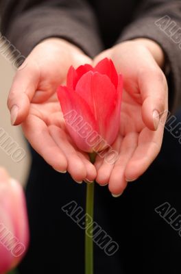 red tulip in palms red tulip in palms