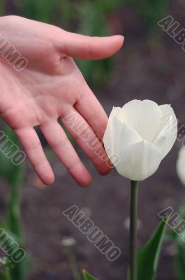 white tulip with hand white tulip with hand