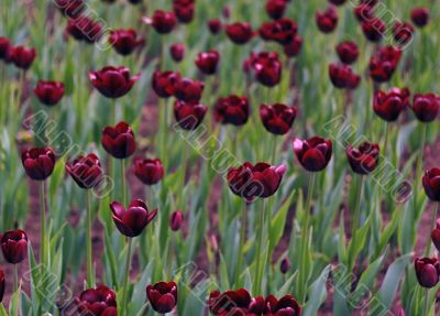 Red roses Red roses