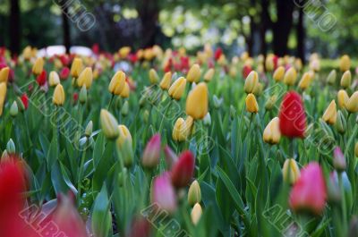 tulips in the park