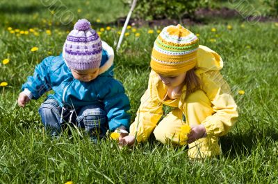 Gathering of dandelions on a glade 2