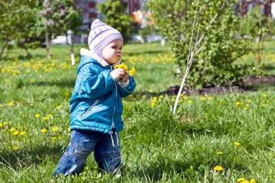 Gathering of dandelions on a glade 4