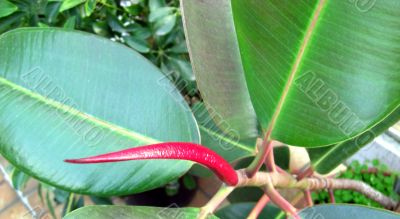 red bud of a rubber plant