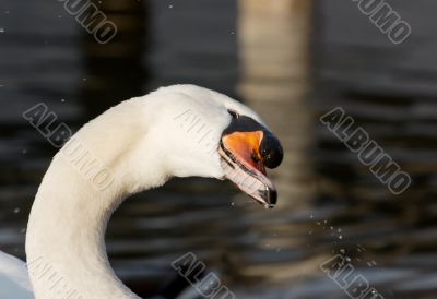Swan Swan