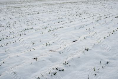 Snowy field