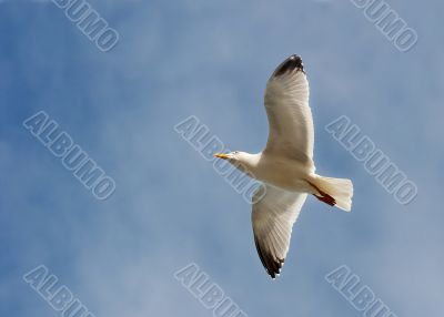 Seagull Seagull