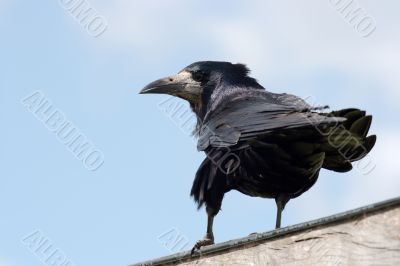 Crow