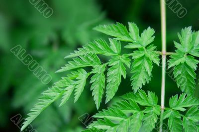 Green Green