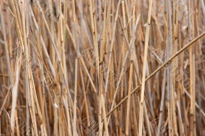 Reed