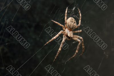 Spider Spider