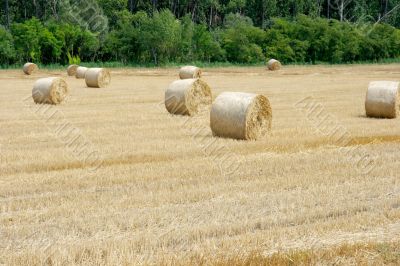 Harvest