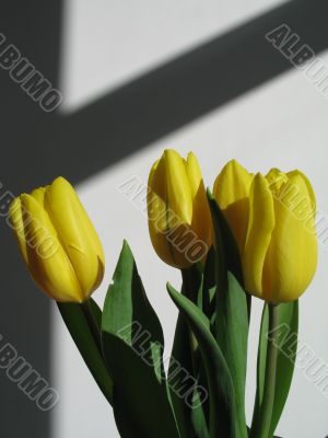 yellow tulips