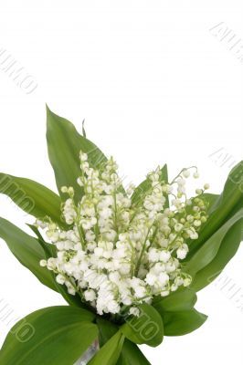 Spray of mayflowers