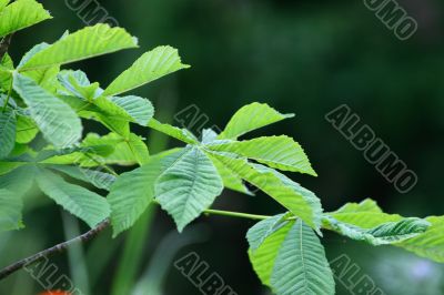 horse chestnut leaves