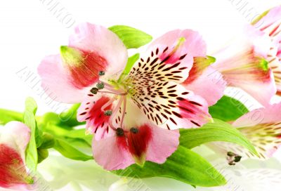 close up shot of few bright flowers over white