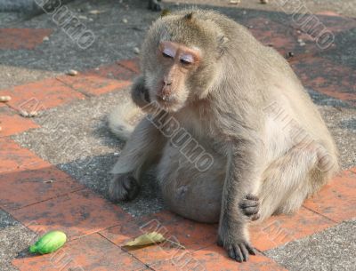 I can`t eat any more I can`t eat any more