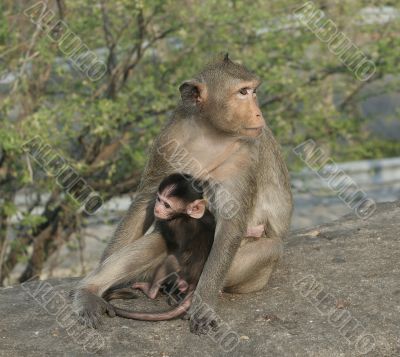 Monkey with her baby