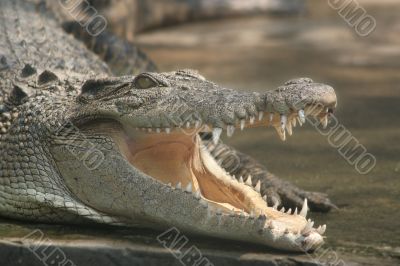 Crocodile with open mouth