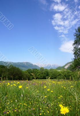 tranquil rural scene with a meadow, forest