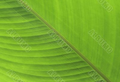 Leaf background Leaf background