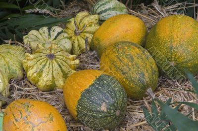 Pumpkin time