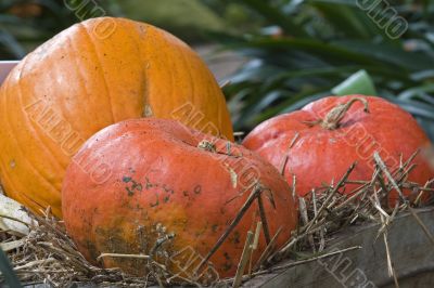 Pumpkin time
