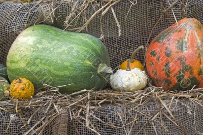 Pumpkin time