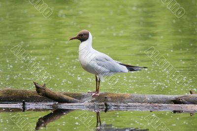 seagull on a log