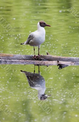 seagull and reflection