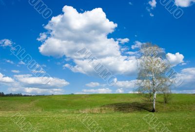 Spring landscape