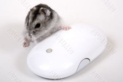 Computer mouse