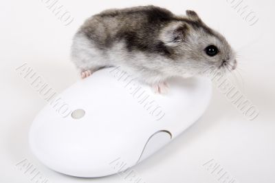 Computer mouse