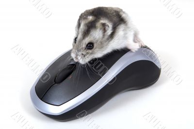 Computer mouse