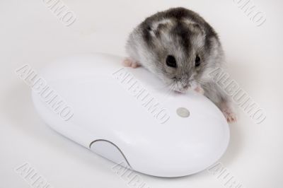Computer mouse
