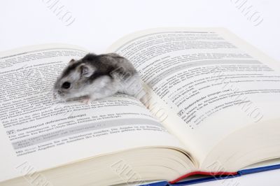Mouse reads