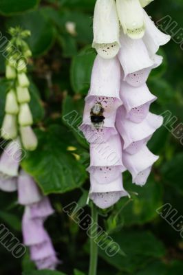 foxglove and bumble bee