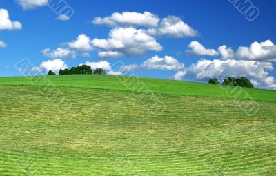 freshly mowed lawn