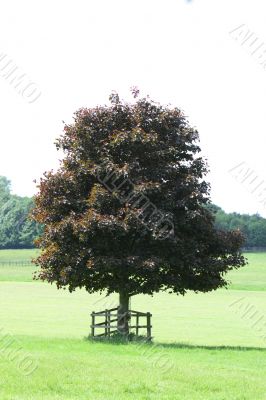 purple beech tree