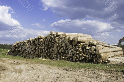 Timber cutting