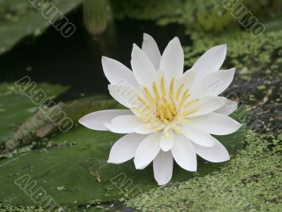 White water lily