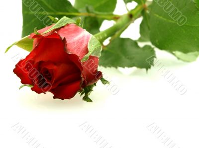 beautiful red rose with droplets over white