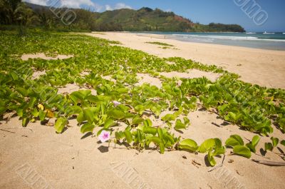 Flowers on the Bay Shoreline