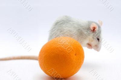 Rat with an orange